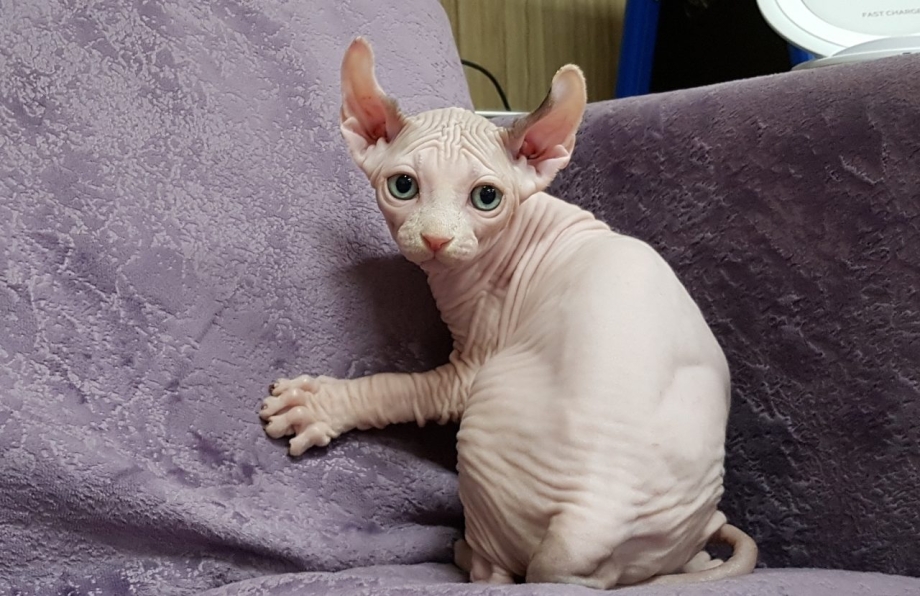 Сфинкс Эльф Двэльф