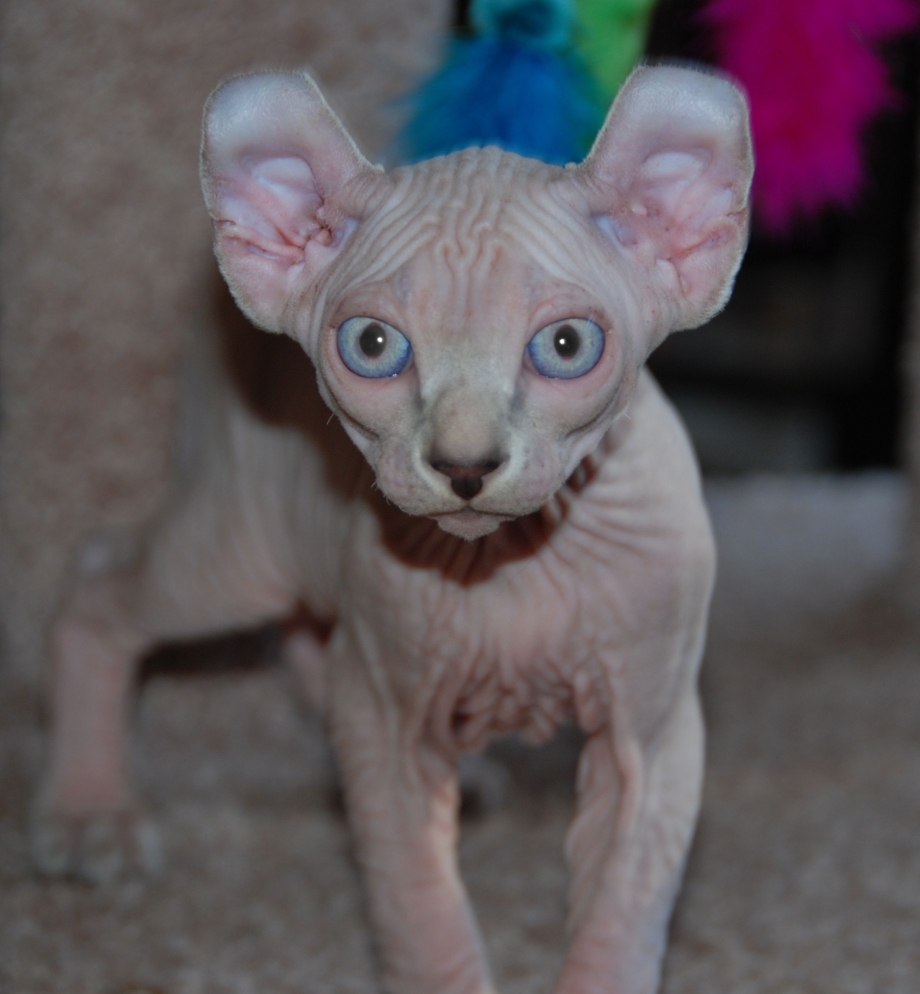 Эльф сфинкс кошка