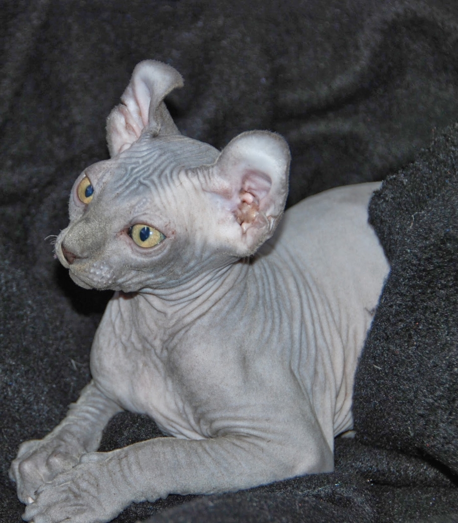 Сфинкс Эльф котенок