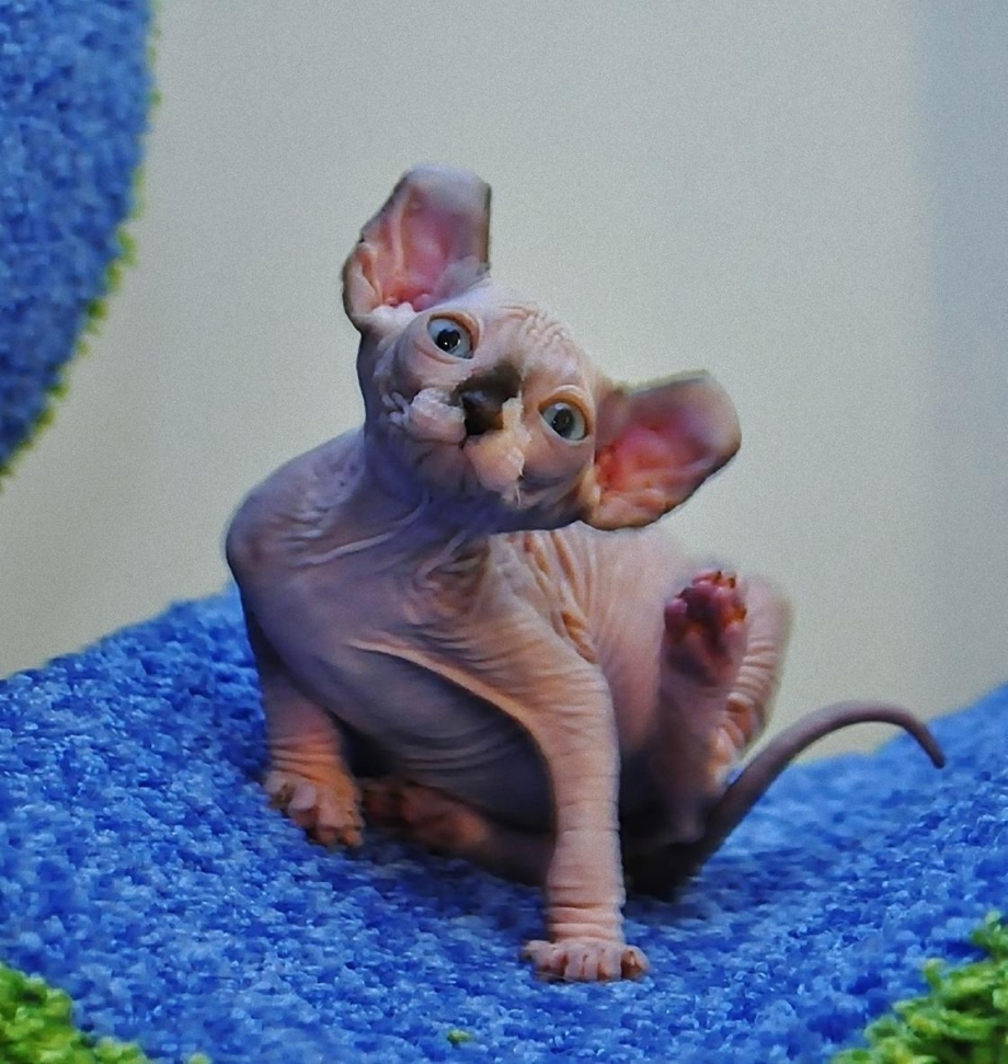 Кошка сфинкс Двэльф