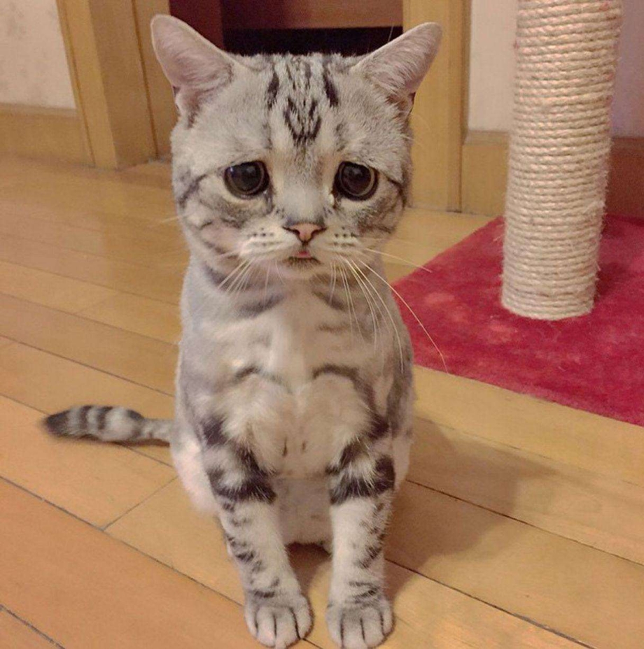 Коты Луху
