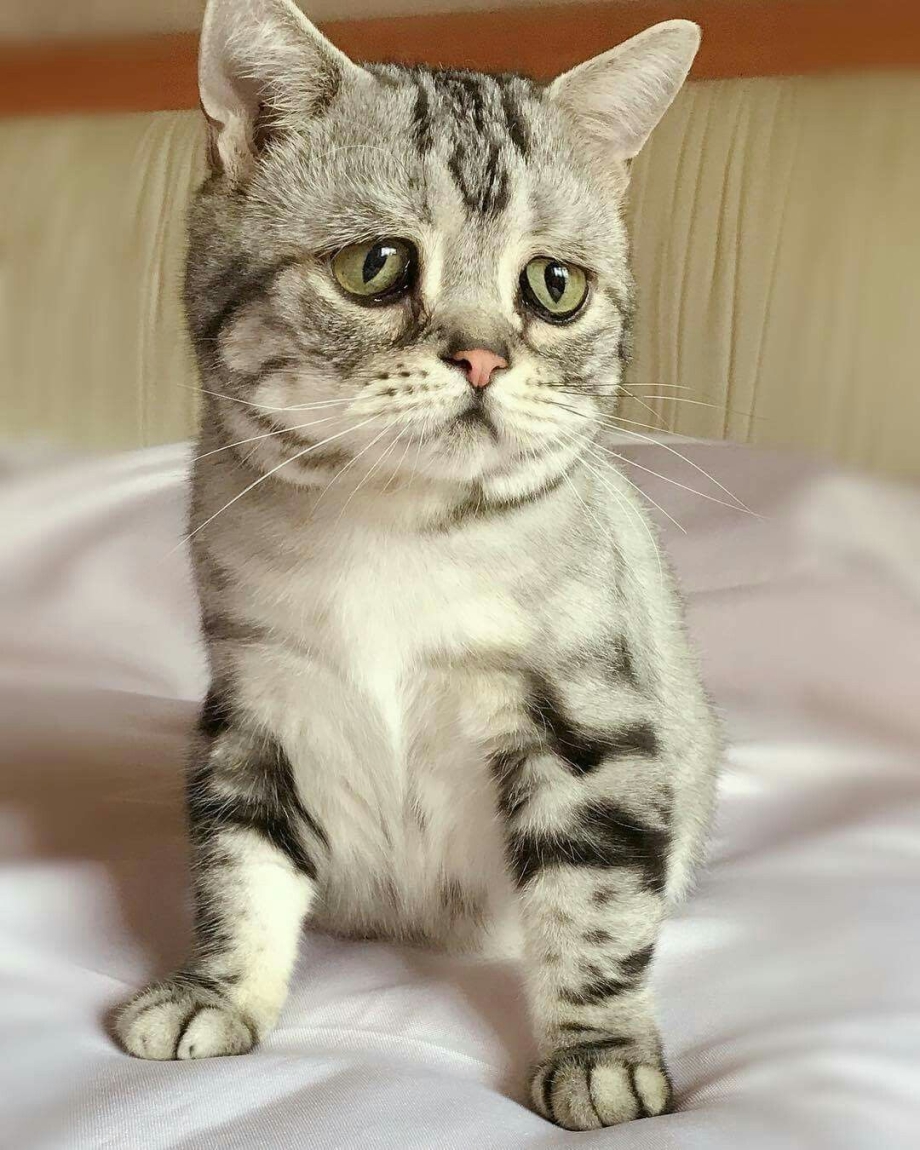 Коты Луху