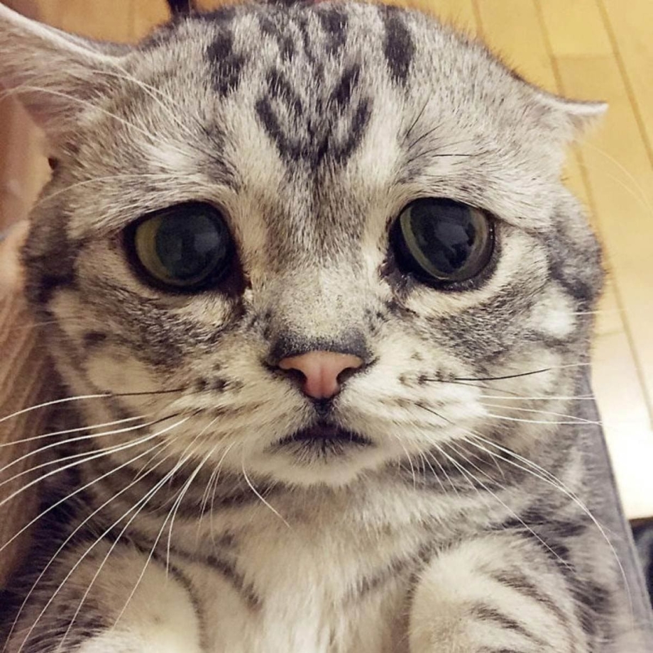 Кошка породы Луху
