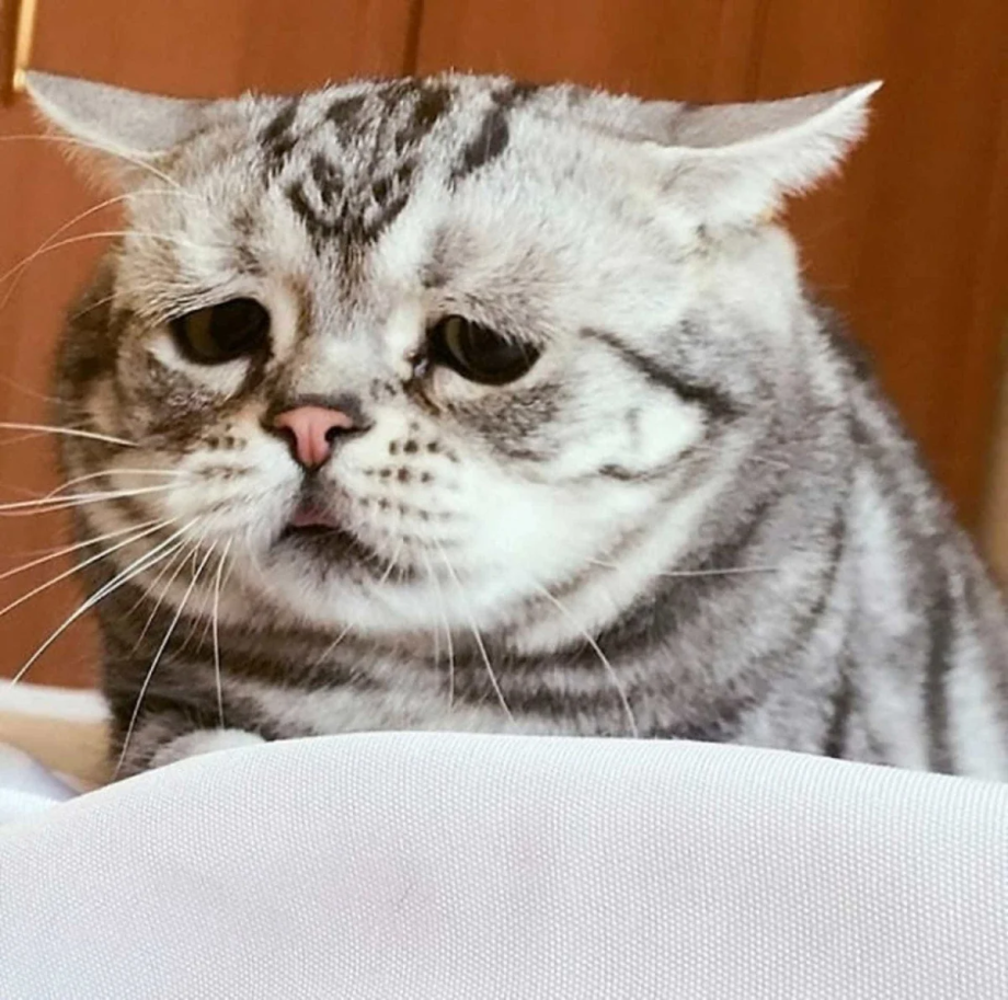 Печальный кот