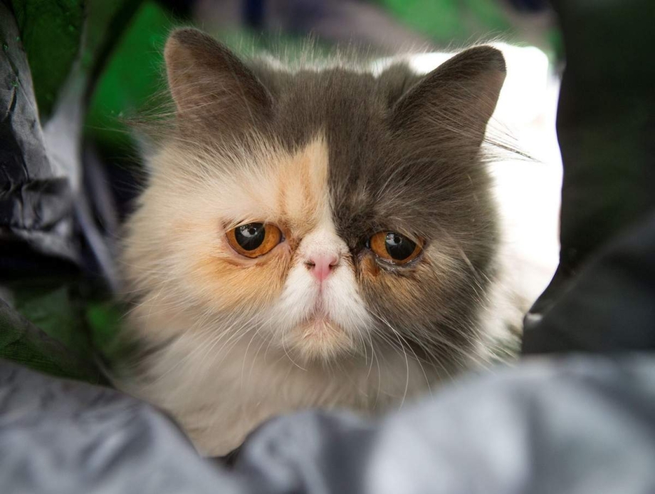 Коты с недовольной мордой