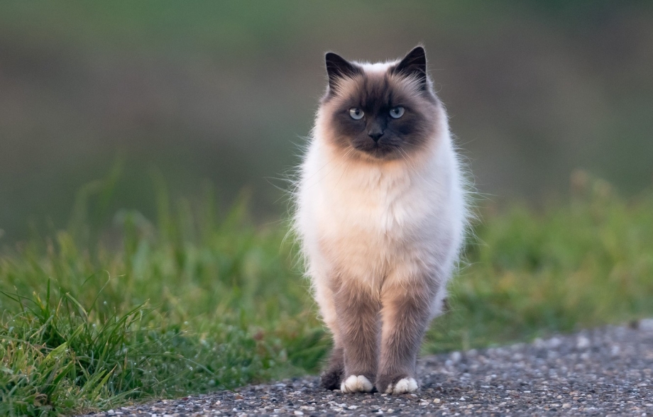 Балинез Балинезийская кошка
