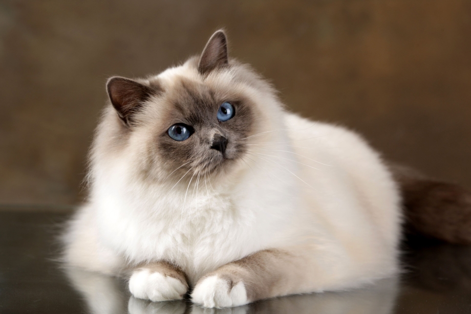 Сиамская кошка Рэгдолл