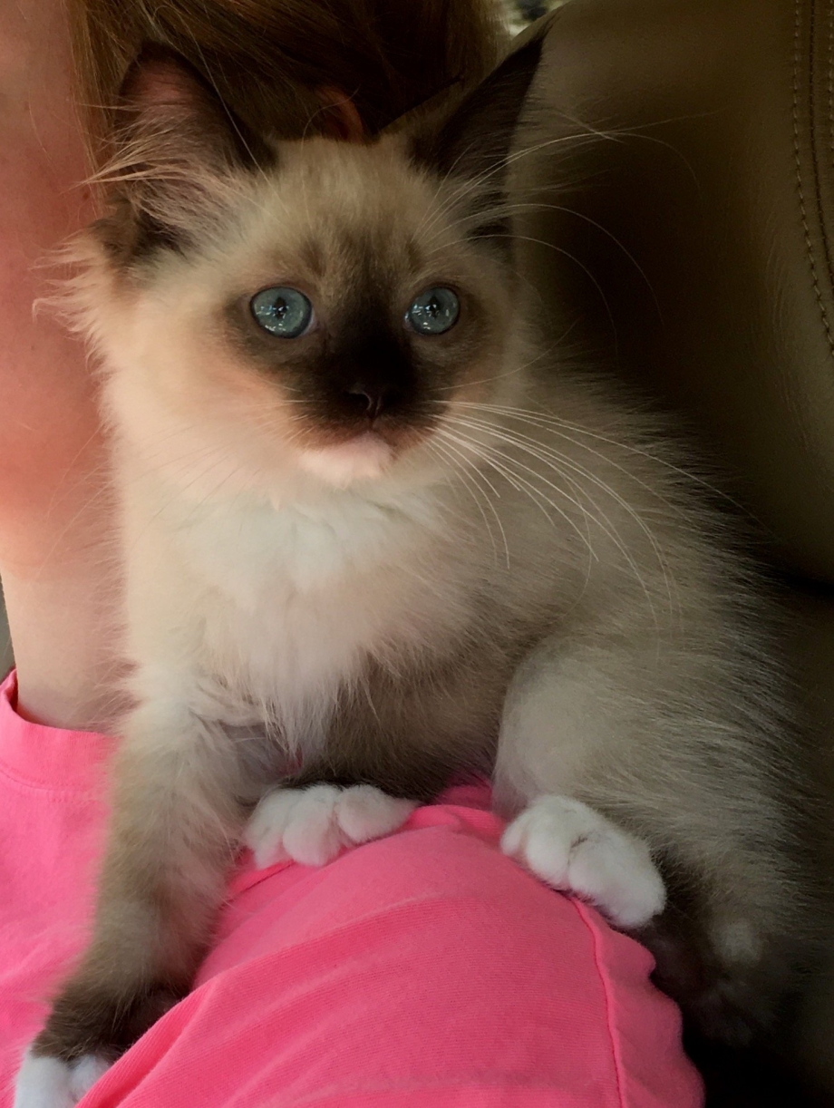 Котята породы Рэгдолл