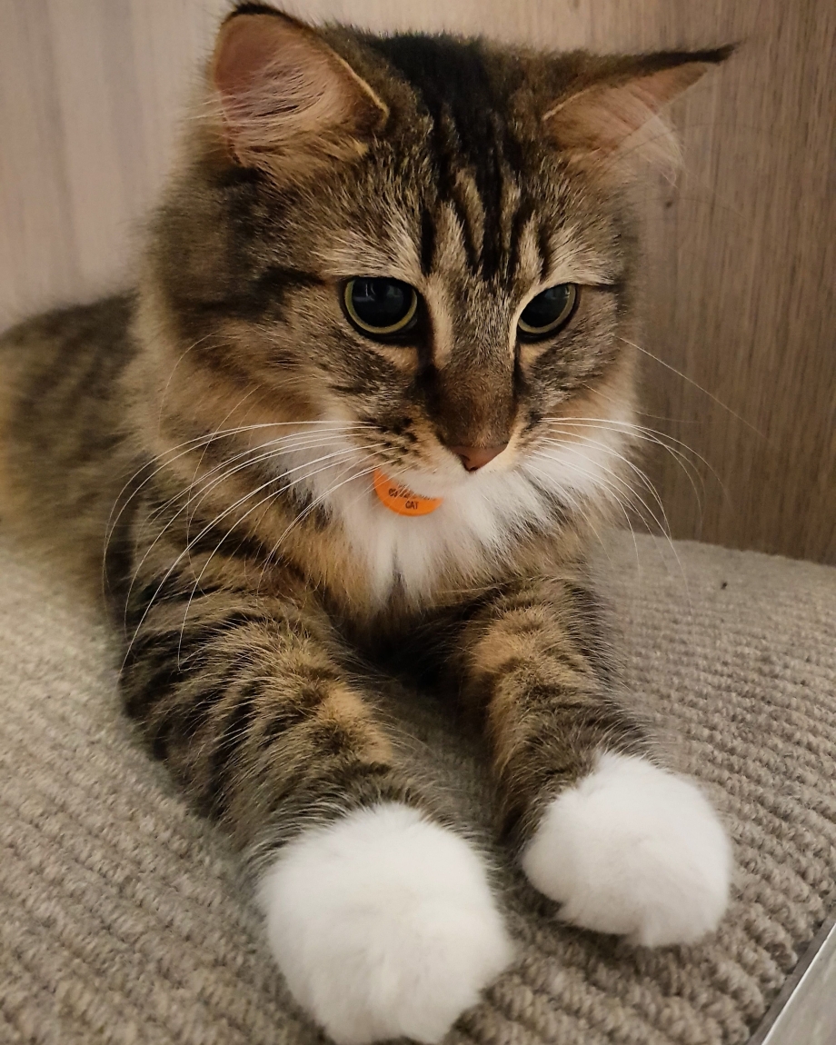 Сибирский кот полосатый