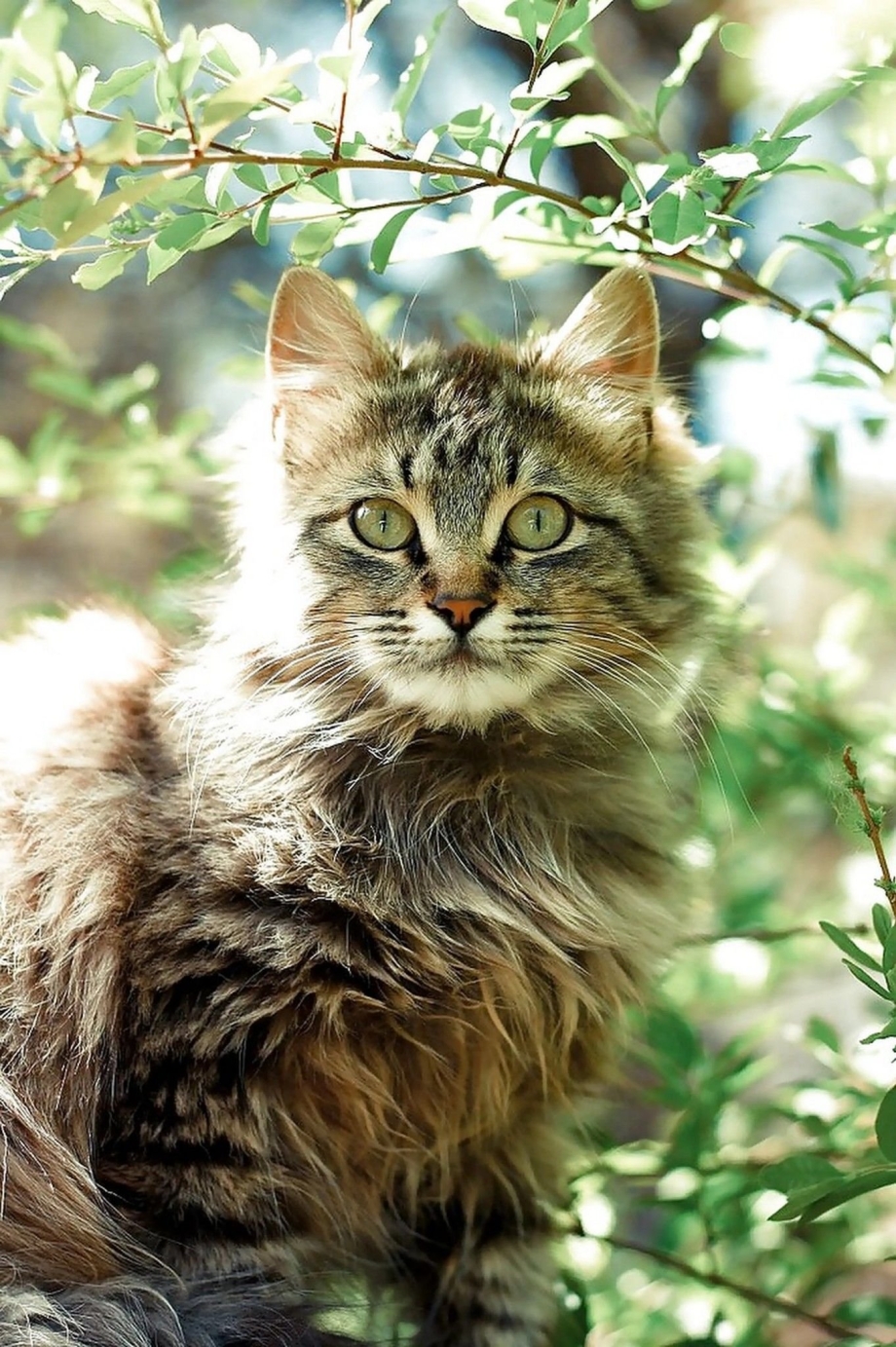 Коричневая кошка пушистая