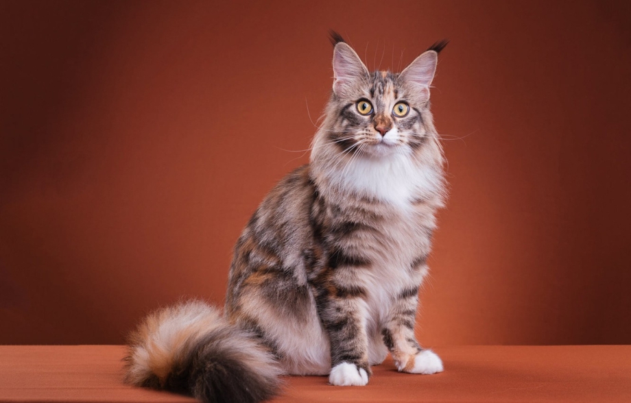 Сибирский кот