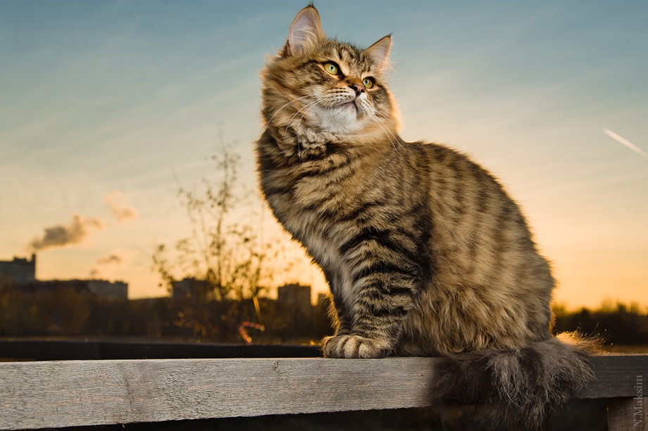 Сибирский кот полосатый