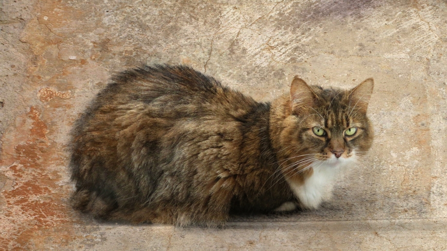 Котик серый пушистый