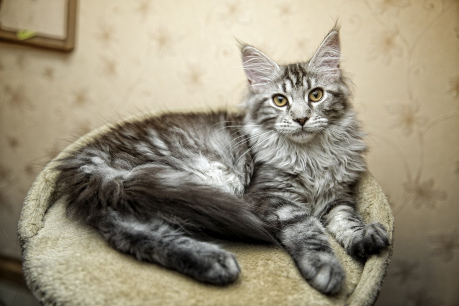 Сибирский кот и Мейн кун