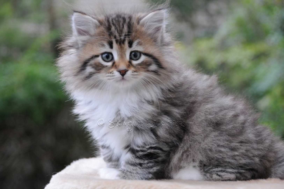 Сибирская кошка котята