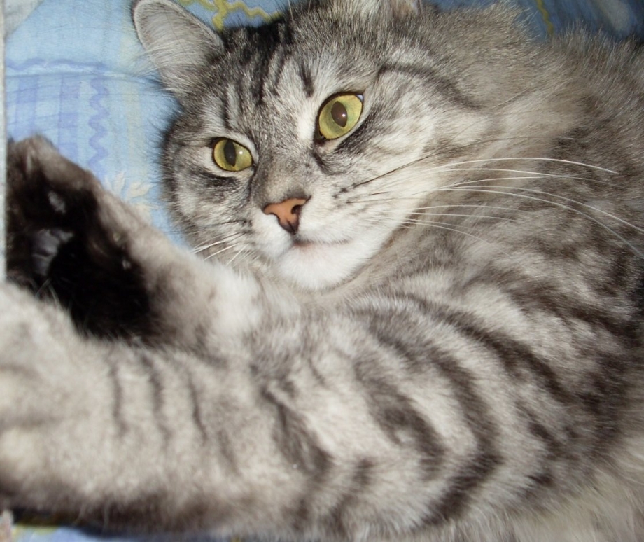 Сибирский кот серый