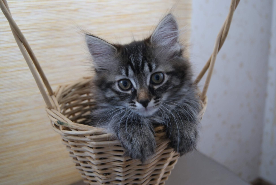 Сибирский котенок серый полосатый 3 месяца