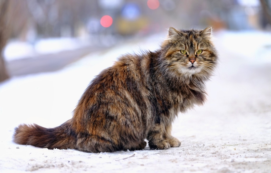 Сибирская кошка