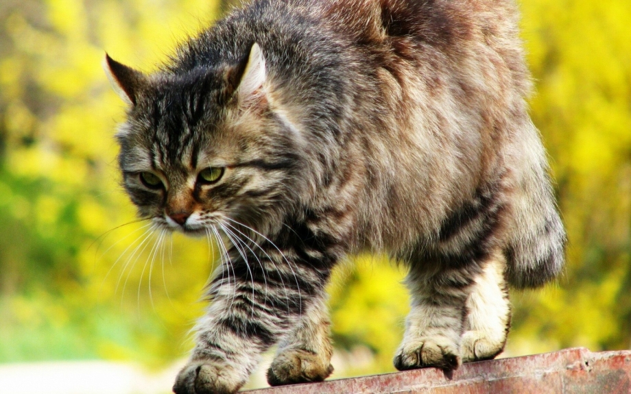 Сибирская кошка полосатая