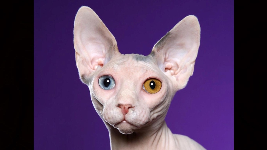 Сфинкс кот