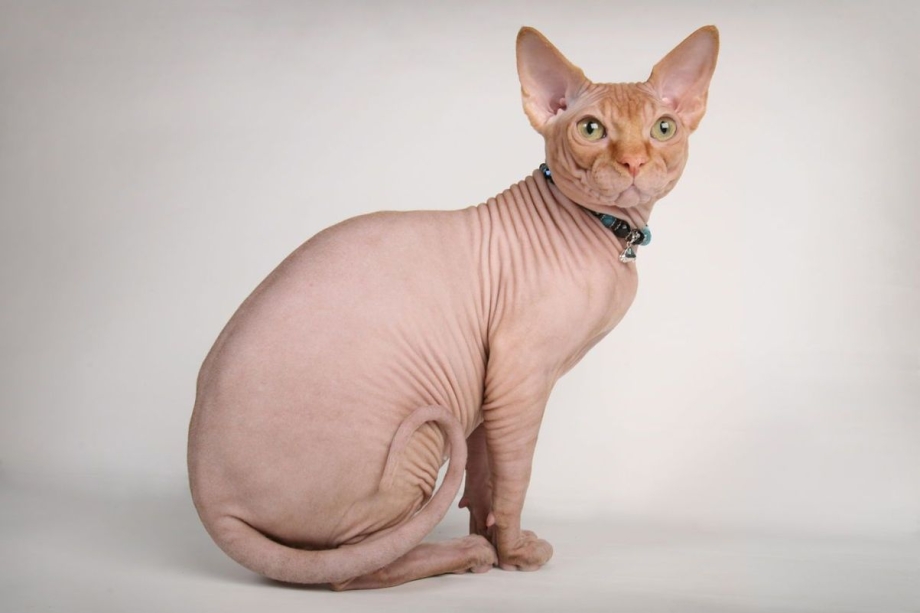 Лысые коты сфинксы