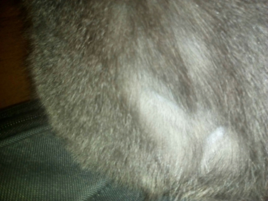 Модные котята которые лысеют