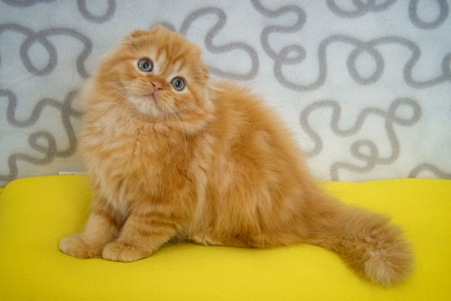 Шотландская вислоухая кот рыжий хайленд фолд