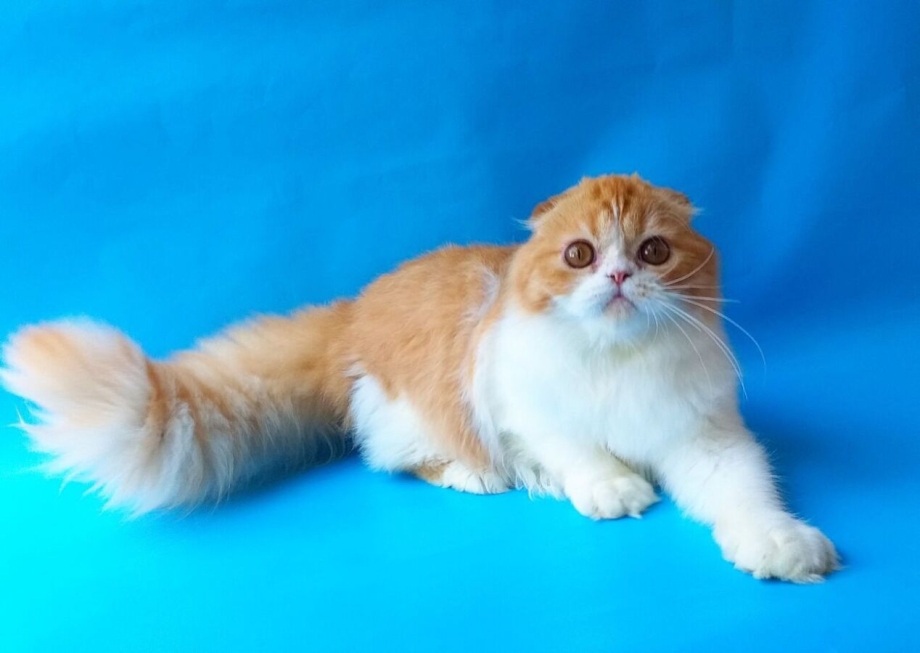 Кот хайленд фолд