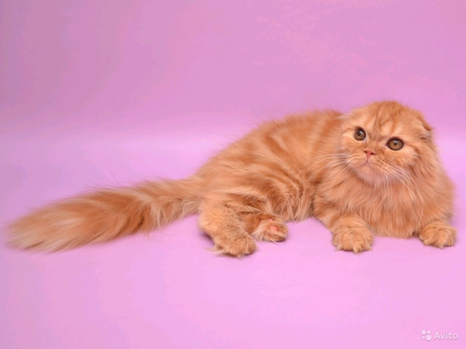 Шотландские вислоухие котята