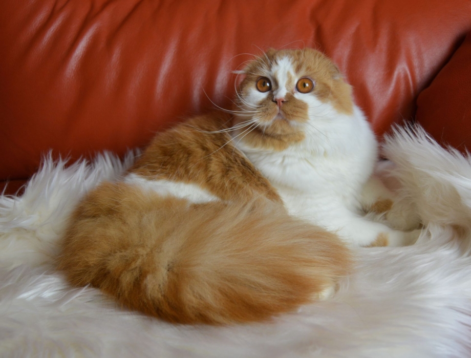 Кошка хайленд страйт