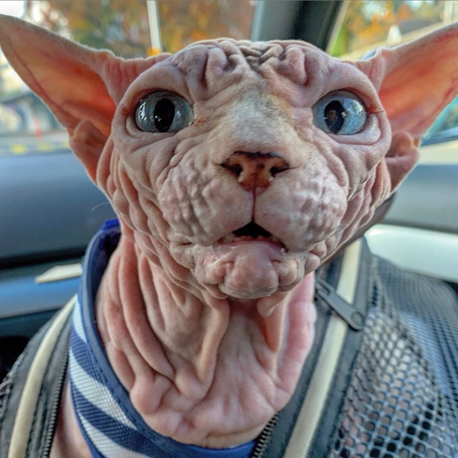 Сфинкс кошка морщинистая