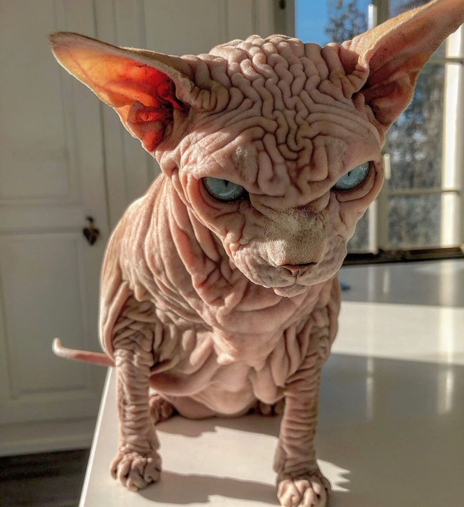 Кот сфинкс морщинистый