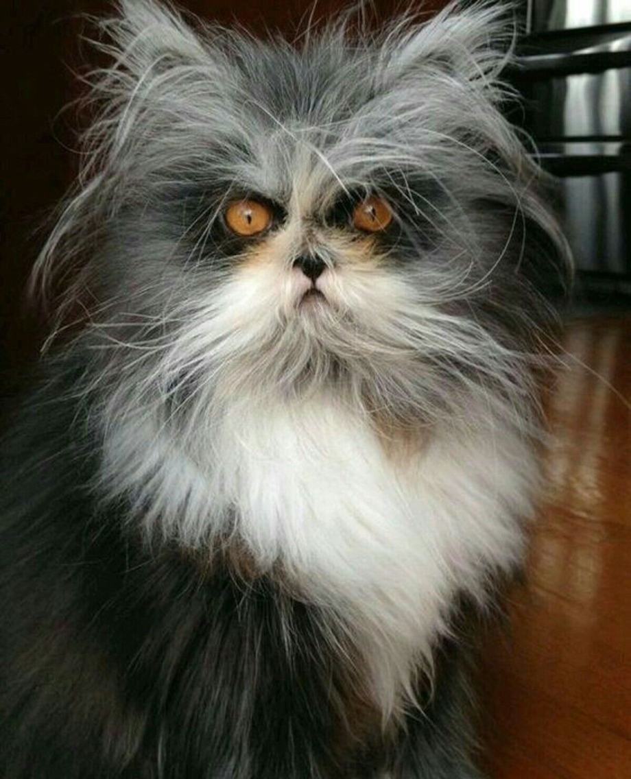 Страшный кот