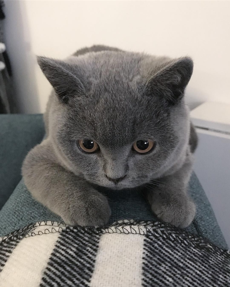 British Shorthair котенок