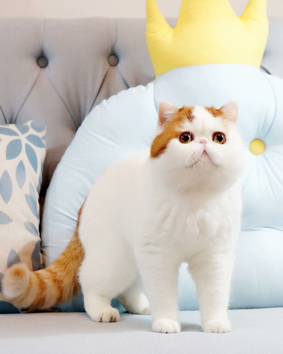Экзот кошка