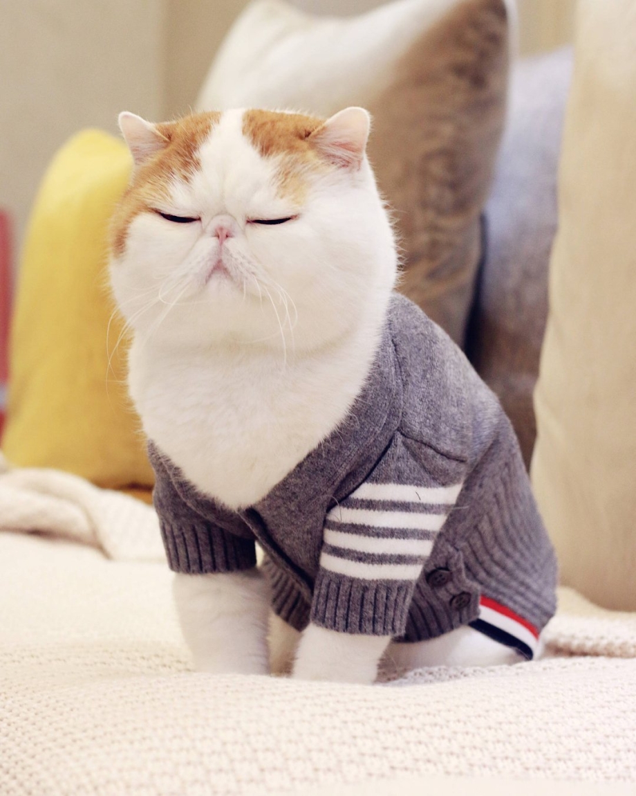 Экзот кошка
