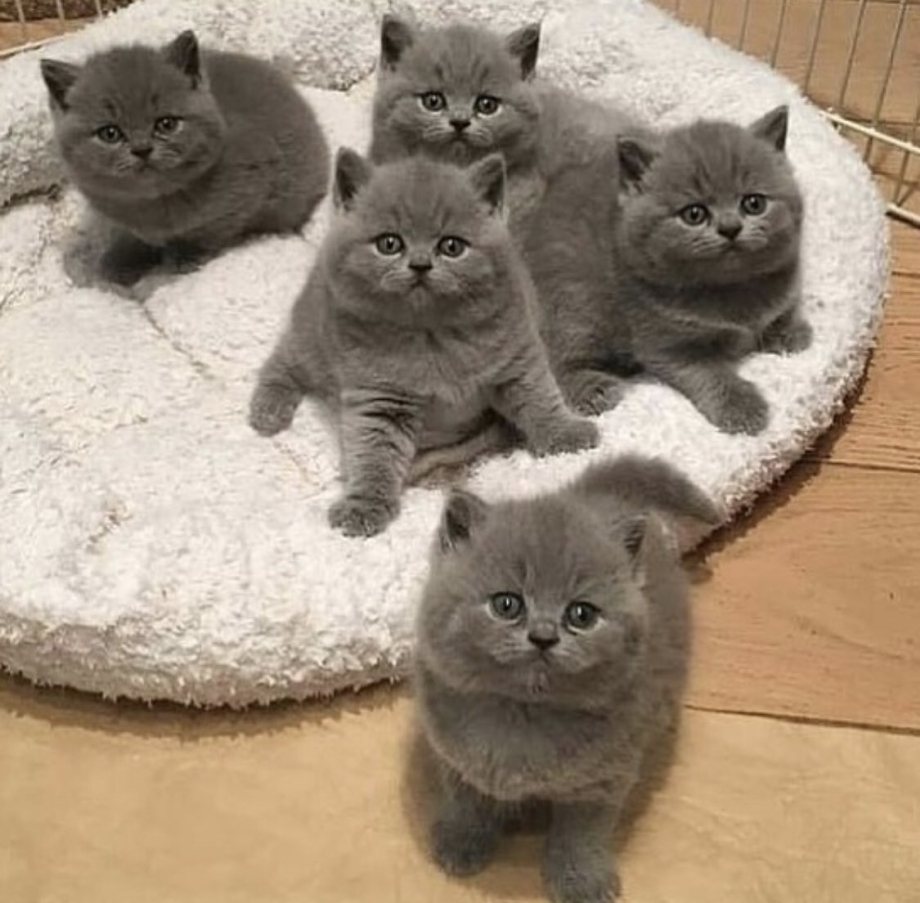 Экзотическая кошка Снупи