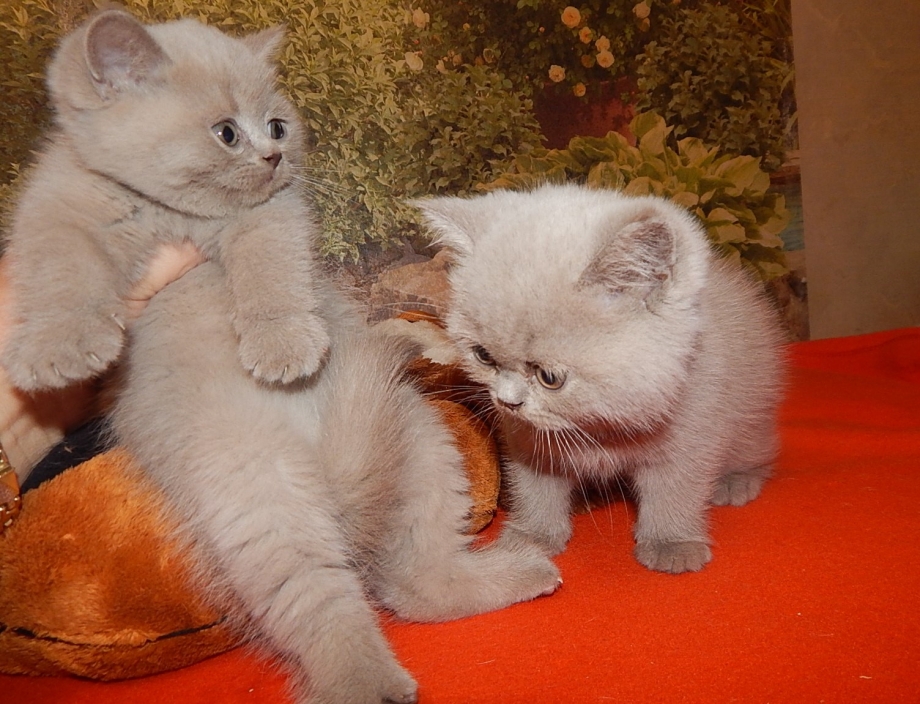 Шотландская короткошёрстная кошка Золотая шиншилла