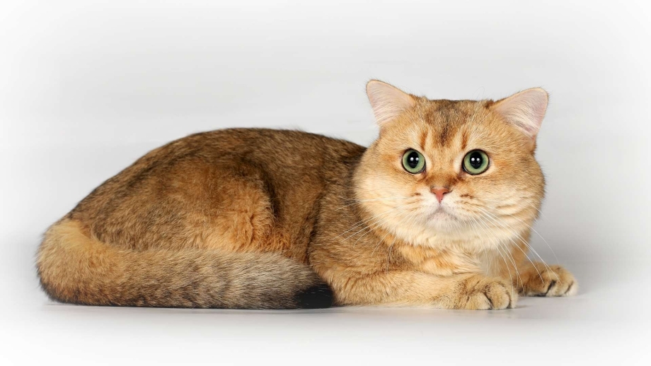 Снупи кот Манчкин