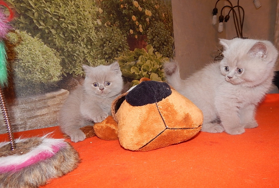 Экзотическая кошка