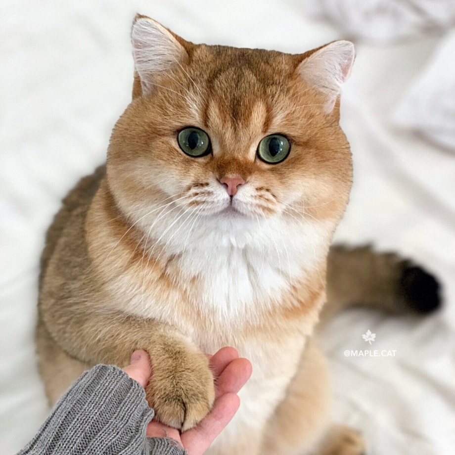 Плюшевый котенок