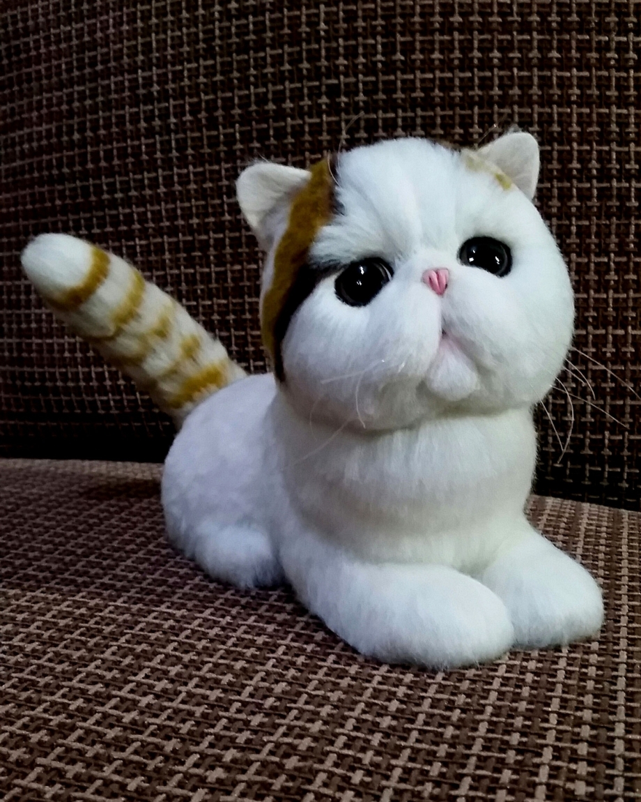 Экзот кошка