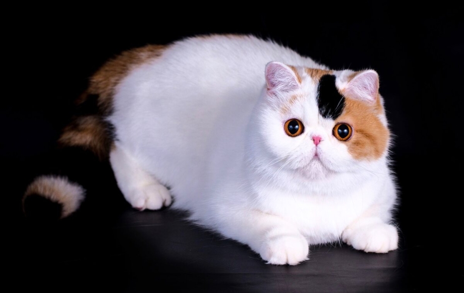 Шотландская Золотая шиншилла