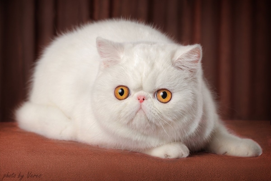 Британская кошка котенок