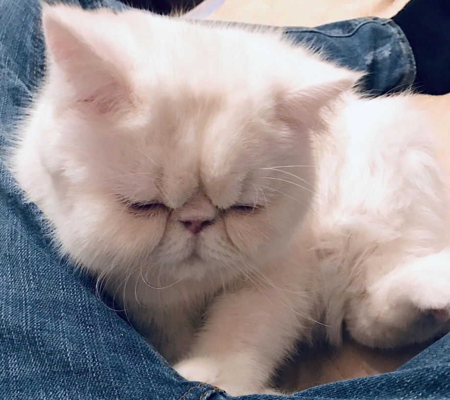 Породистые плюшевые котята