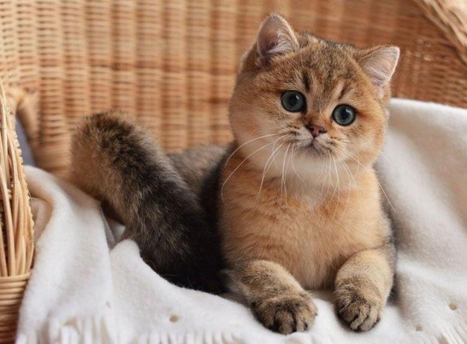 Вислоухий скоттиш фолд серый