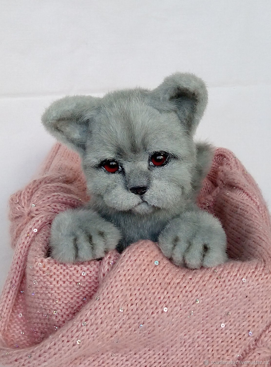 Котята британские плюшевые