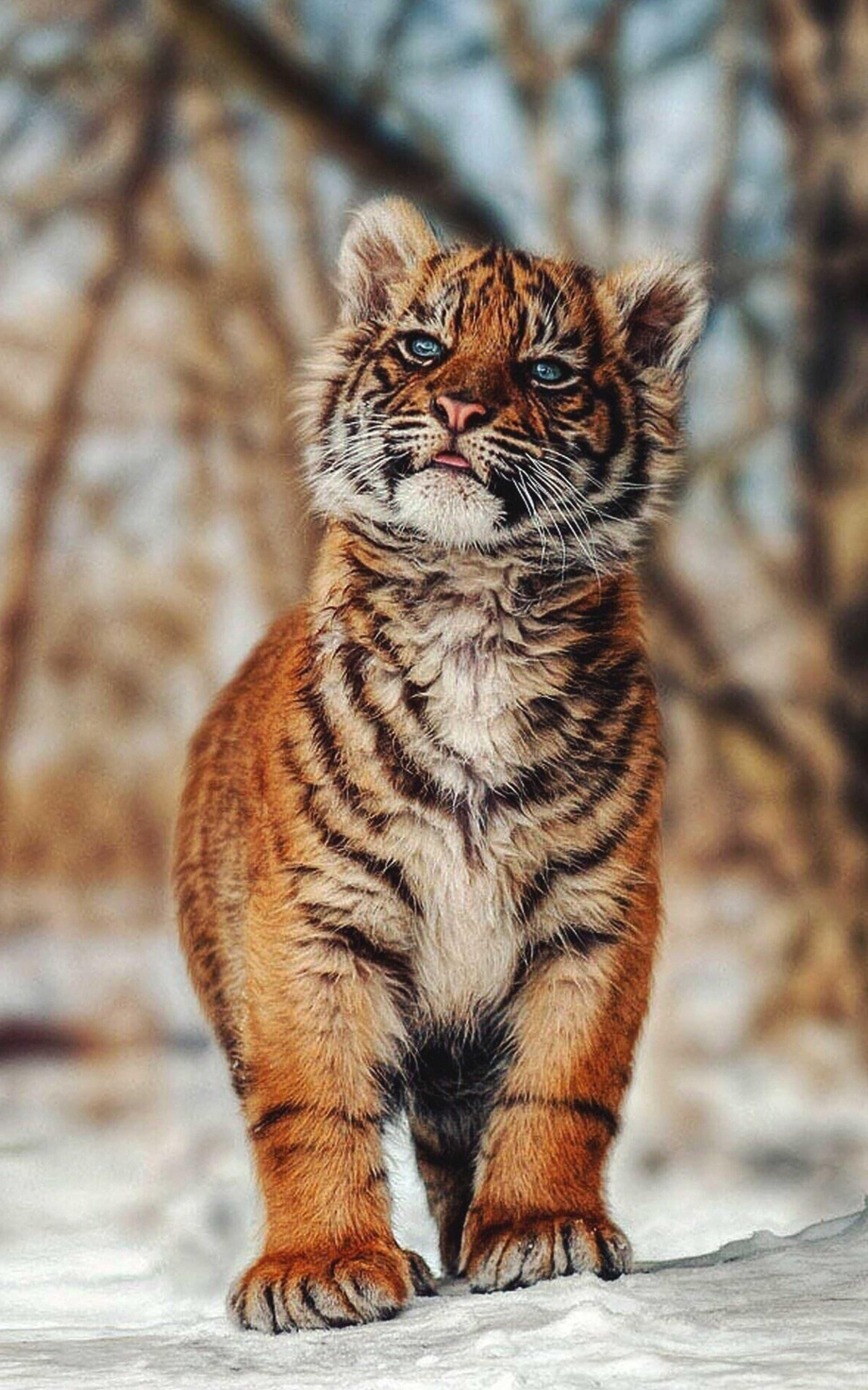 Красивый Тигренок