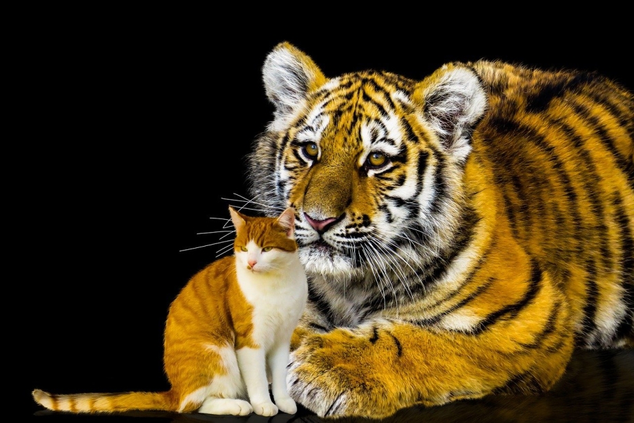 Тигр и кошка
