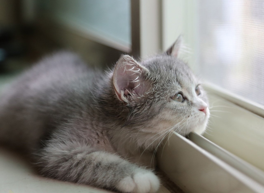Котик скучает